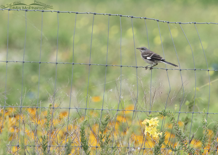 Northern Mockingbird fledgling perched on a fence, Marshall County, Oklahoma