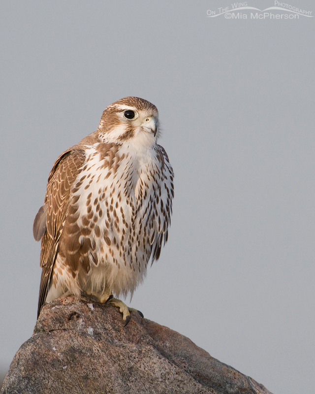 Early morning Prairie Falcon, Antelope Island State Park, Davis County, Utah