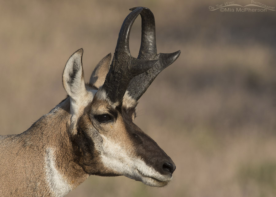 Buck Pronghorn close up, Antelope Island State Park, Davis County, Utah