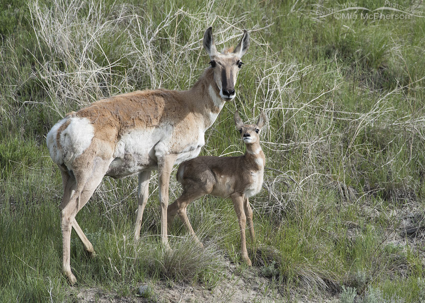 Pronghorn doe with young fawn, Red Rock Lakes National Wildlife Refuge, Centennial Valley, Beaverhead County, Montana