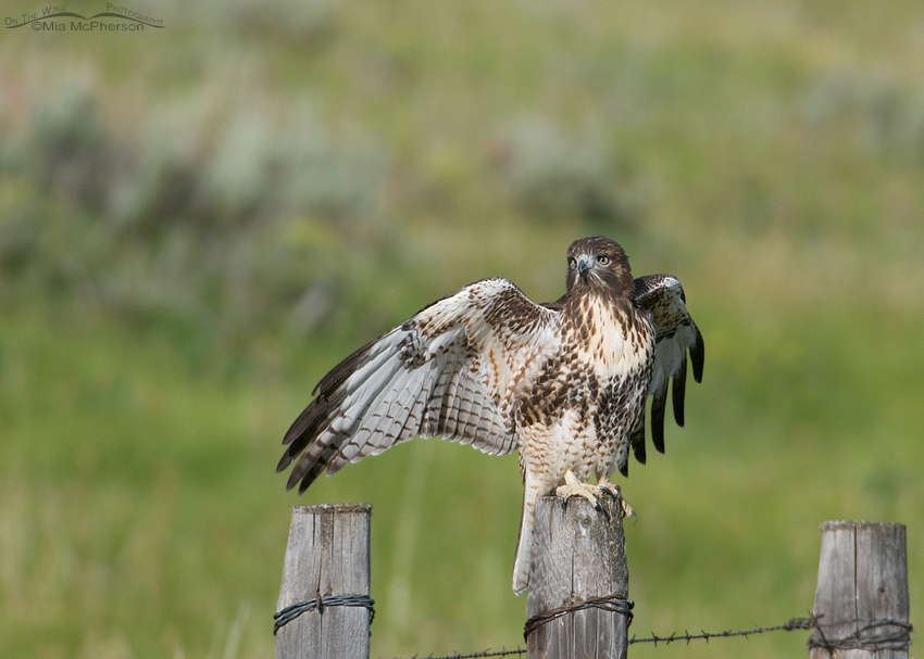 Juvenile Red-tailed Hawk with wings spread, Centennial Valley, Beaverhead County, Montana