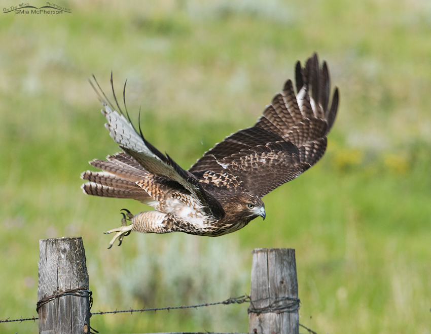 Juvenile Red-tailed Hawk diving for prey, Centennial Valley, Beaverhead County, Montana