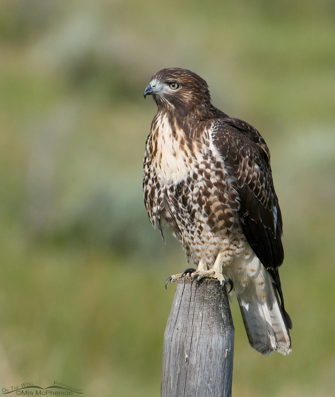 Red-tailed juvenile perched on an old fence post, Centennial Valley, Beaverhead County, Montana