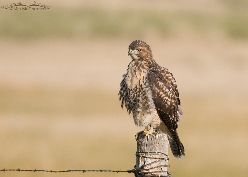 Centennial Valley Red-tailed Hawk juvenile, Beaverhead County, Montana