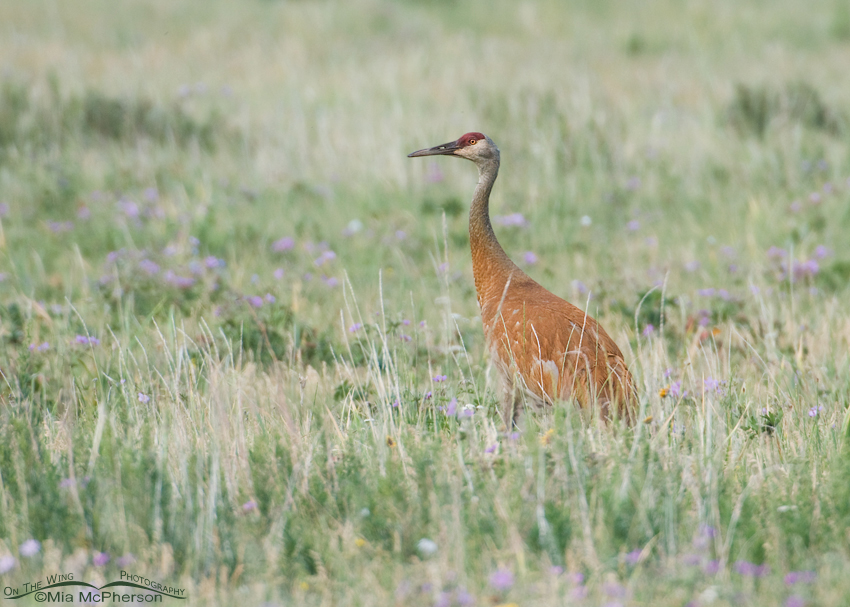 Sandhill Crane in a field of Centennial Valley wildflowers, Red Rock Lakes National Wildlife Refuge, Centennial Valley, Beaverhead County, Montana