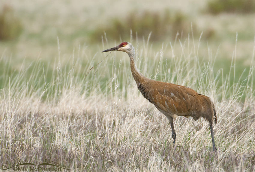 Sandhill Crane at Red Rock Lakes National Wildlife Refuge, Montana