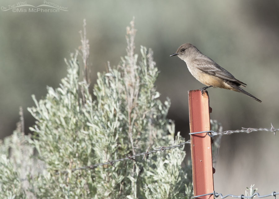 Say's Phoebe on a red metal pole, Box Elder County, Utah