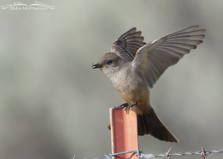 Say's Phoebe landing with prey, Box Elder County, Utah