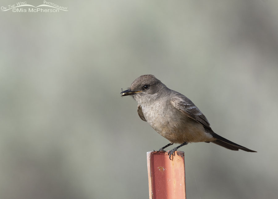 Say's Phoebe with prey, Box Elder County, Utah