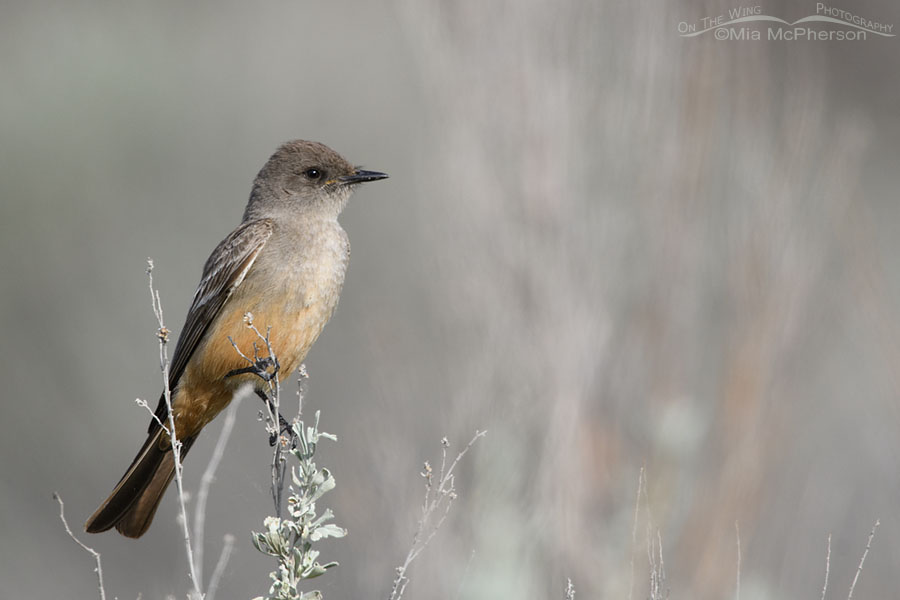 Adult Say's Phoebe perched on sagebrush, Box Elder County, Utah