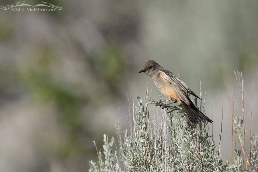 Say's Phoebe perched precariously on sage, Box Elder County, Utah