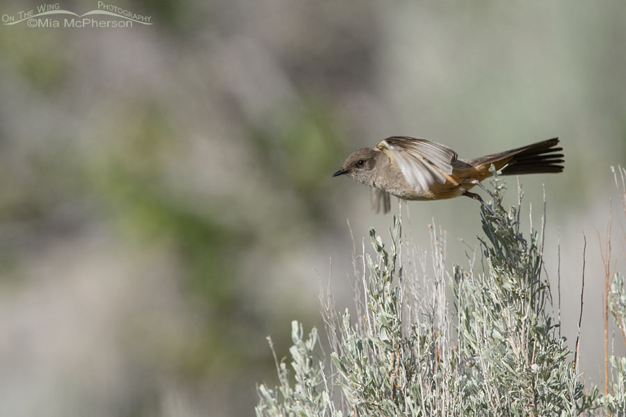 Adult Say's Phoebe taking off from sage, Box Elder County, Utah