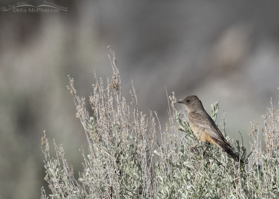 Say's Phoebe perched in sagebrush, Box Elder County, Utah