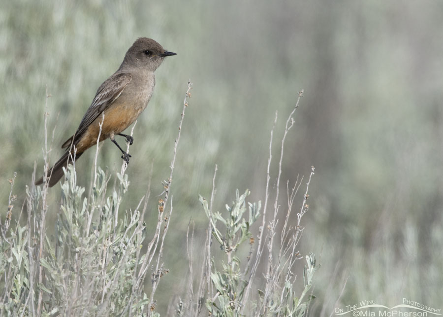 Adult Say's Phoebe in sage, Box Elder County, Utah