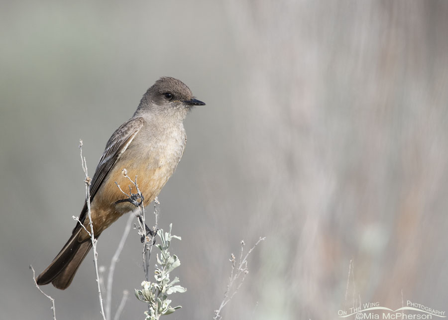 Sagebrush and an adult Say's Phoebe, Box Elder County, Utah