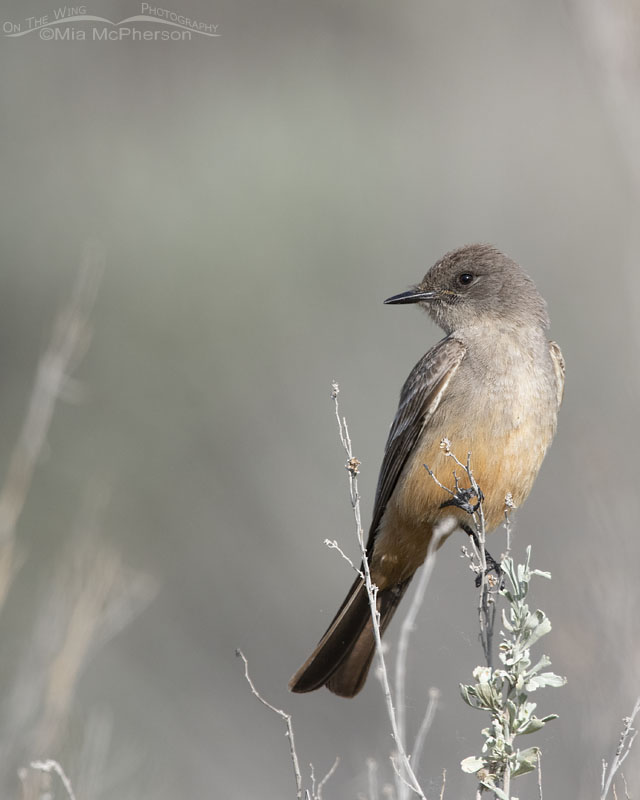 Say's Phoebe adult on the hunt, Box Elder County, Utah