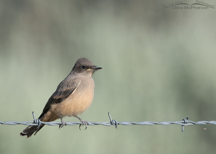 Immature Say's Phoebe in sagebrush habitat, Box Elder County, Utah