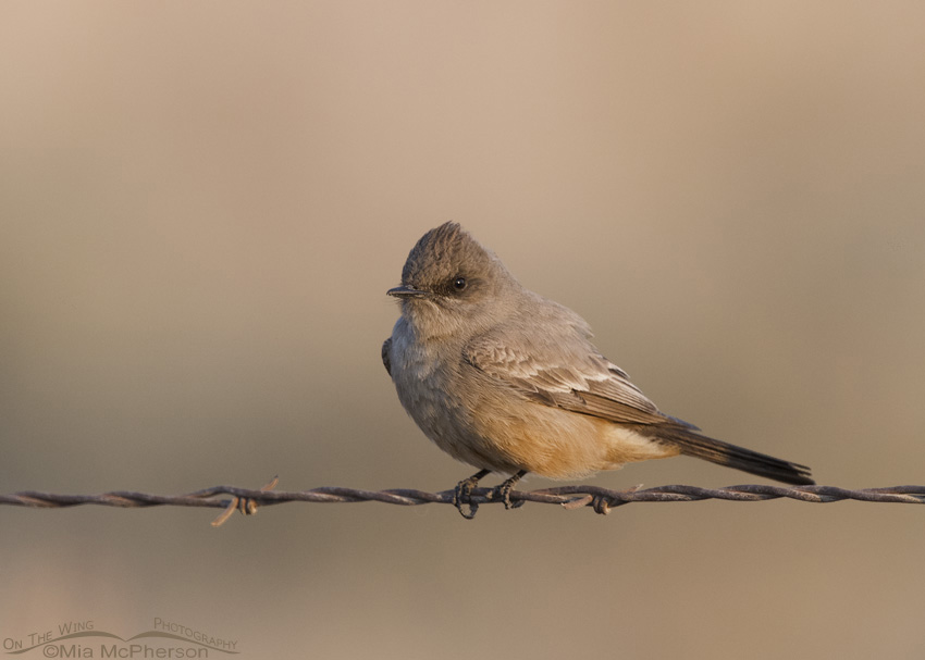 Say's Phoebe in soft morning light, West Desert, Tooele County, Utah