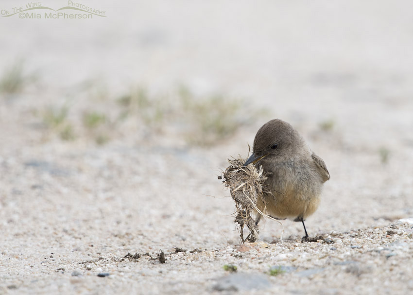 Say's Phoebe picking up nesting material, Antelope Island State Park, Davis County, Utah