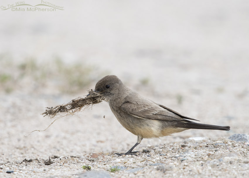 Say's Phoebe with nesting material, Antelope Island State Park, Davis County, Utah