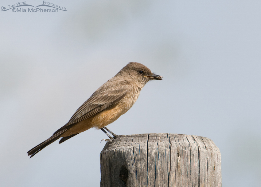 Adult Say's Phoebe with prey, Antelope Island State Park, Davis County, Utah