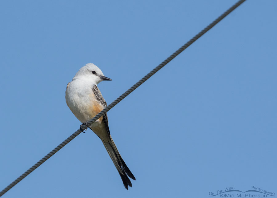 Tishomingo NWR Scissor-tailed Flycatcher, Tishomingo National Wildlife Refuge, Johnston County, Oklahoma