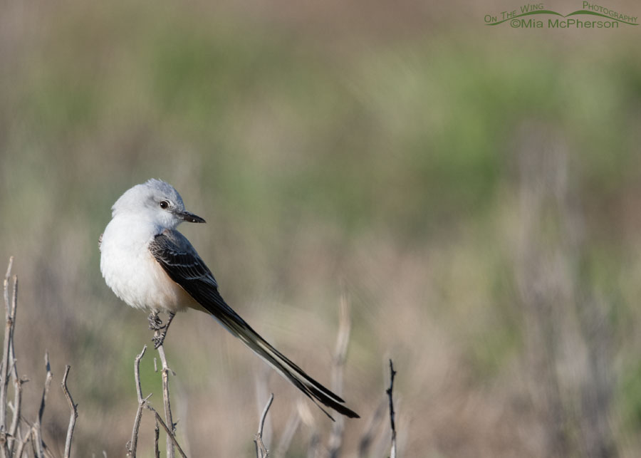 Scissor-tailed Flycatcher adult at Sequoyah NWR, Sequoyah National Wildlife Refuge, Oklahoma