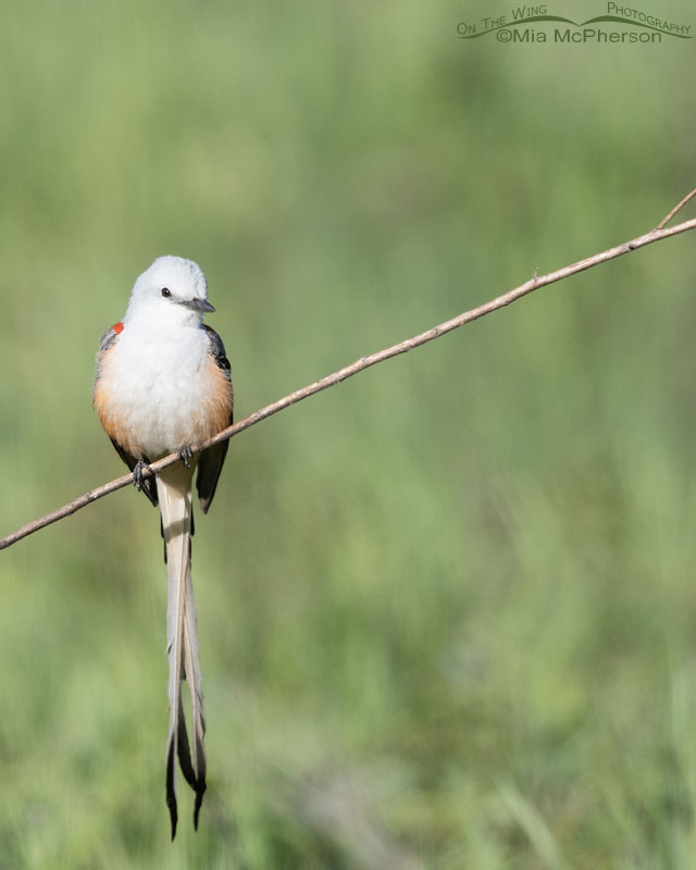 Scissor-tailed Flycatcher perched on a thin branch, Sequoyah National Wildlife Refuge, Oklahoma