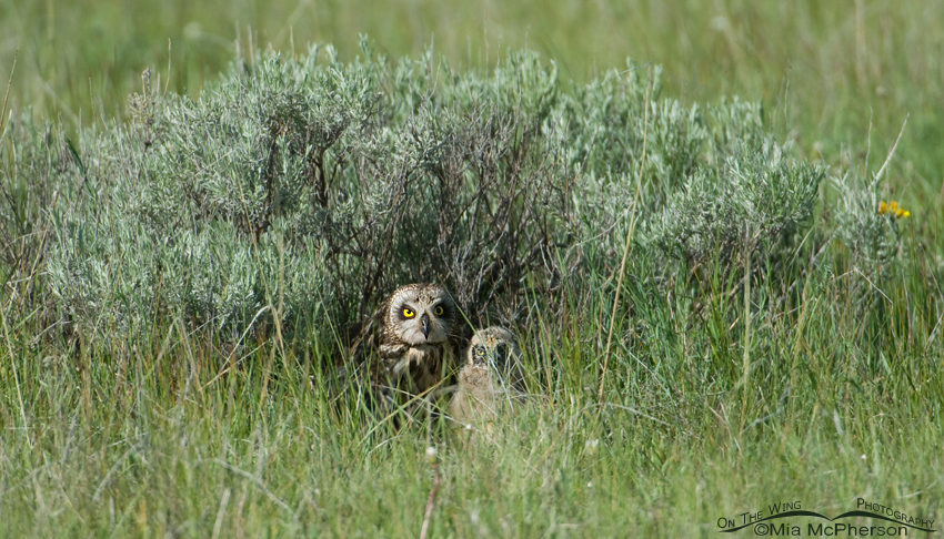 Female Short-eared Owl and chick at nest, Red Rock Lakes National Wildlife Refuge, Centennial Valley, Beaverhead County, Montana