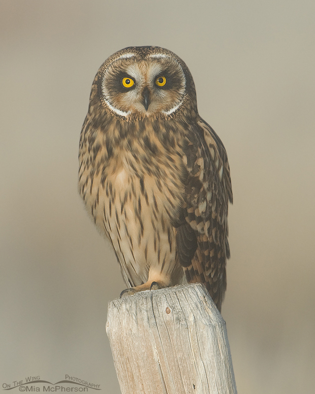 Female Short-eared Owl in a fog, Red Rock Lakes National Wildlife Refuge, Centennial Valley, Beaverhead County, Montana