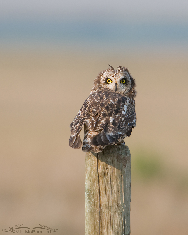 Short-eared Owl with tufts showing, Red Rock Lakes National Wildlife Refuge, Centennial Valley, Beaverhead County, Montana