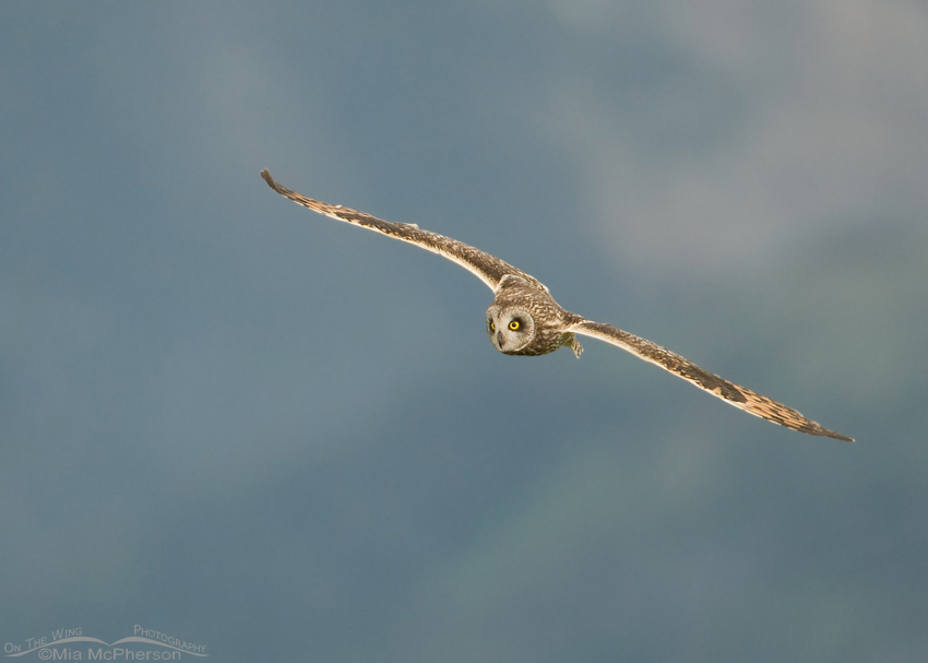 Male Short-eared Owl with Centennial Mountains in the background, Red Rock Lakes National Wildlife Refuge, Centennial Valley, Beaverhead County, Montana