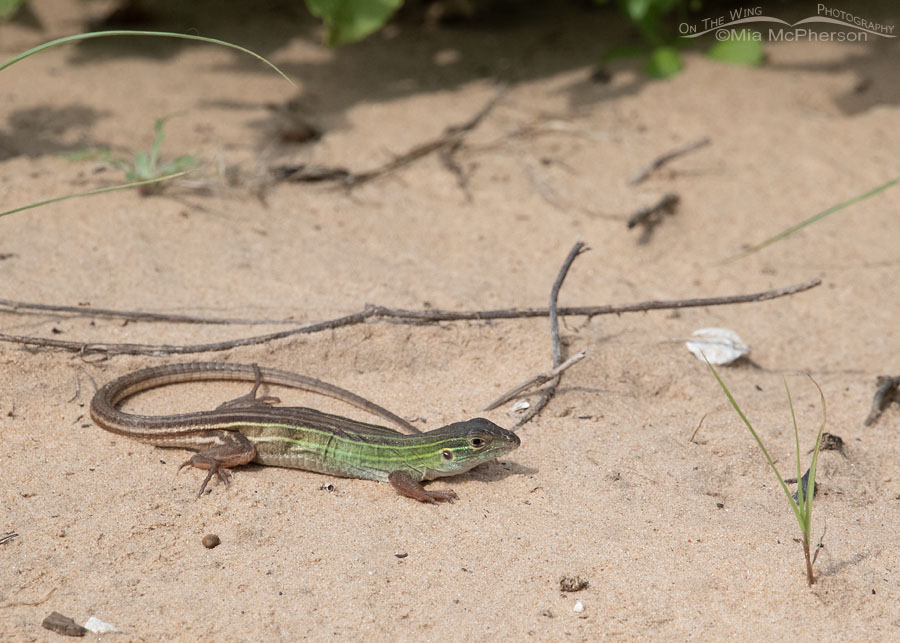 Six-lined Racerunner lizard in the yard, Marshall County, Oklahoma
