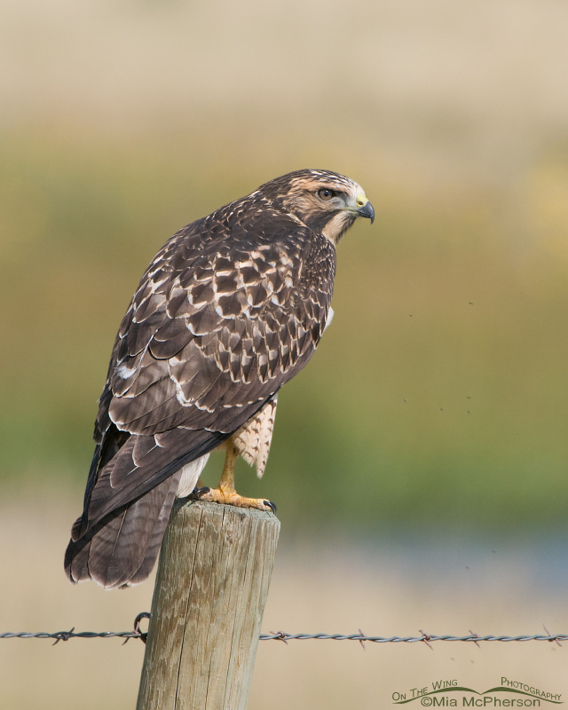 Juvenile Swainson’s Hawk in the Centennial Valley of Montana