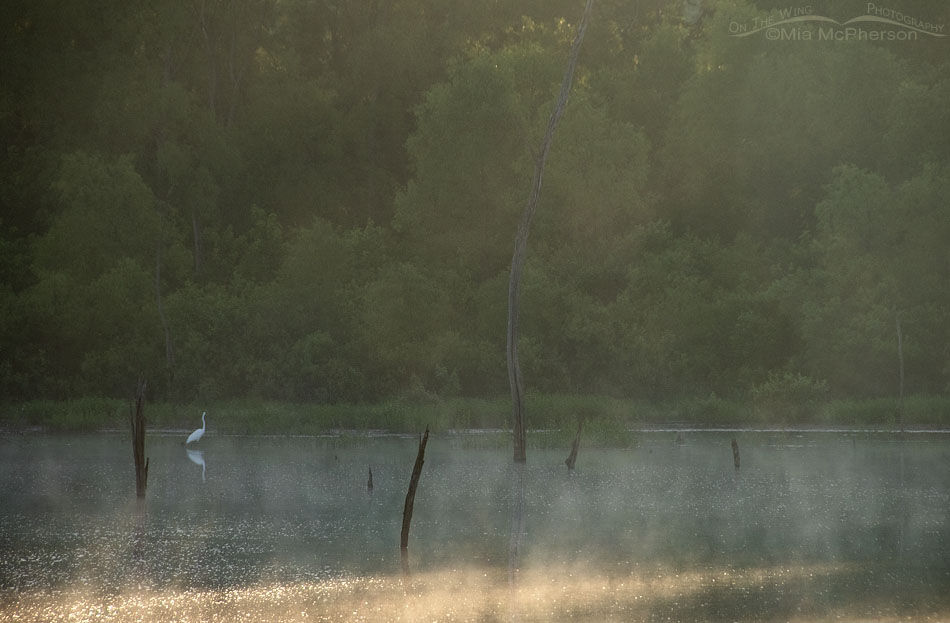 Foraging Great Egret in a morning mist, Tishomingo Wildlife Management Unit, Oklahoma