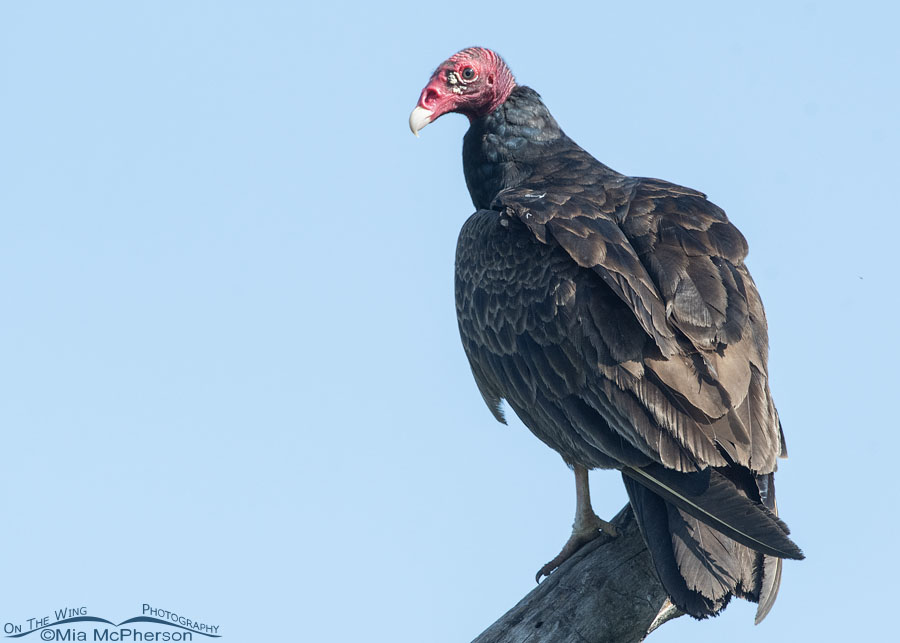 Adult Turkey Vulture at Tishomingo National Wildlife Refuge, Johnston County, Oklahoma