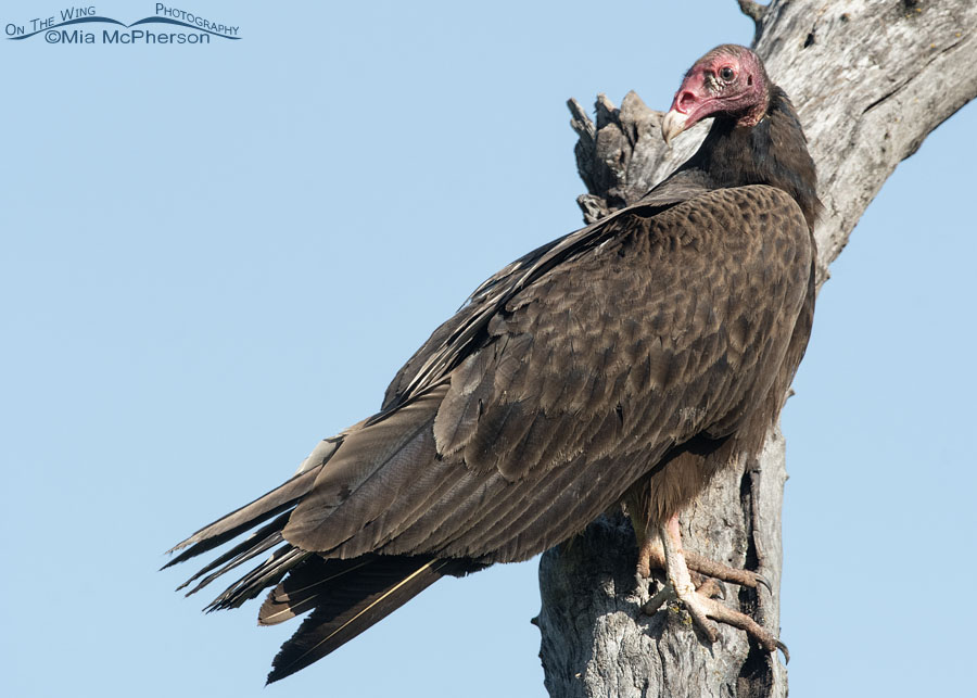 Turkey Vulture at Tishomingo NWR, Tishomingo National Wildlife Refuge, Johnston County, Oklahoma