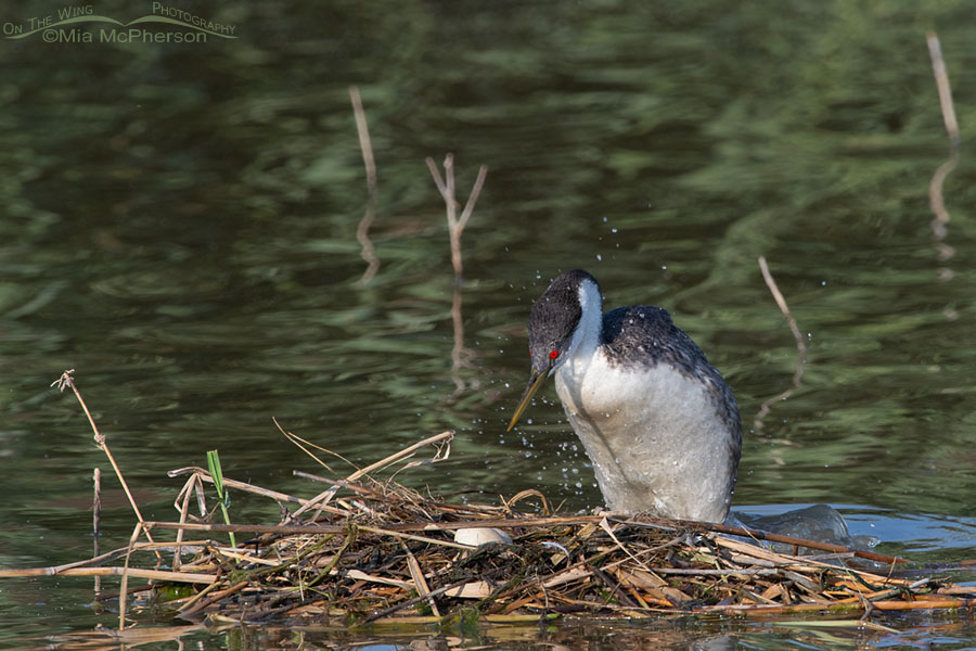 Nesting Western Grebe checking on its eggs, Bear River Migratory Bird Refuge, Box Elder County, Utah