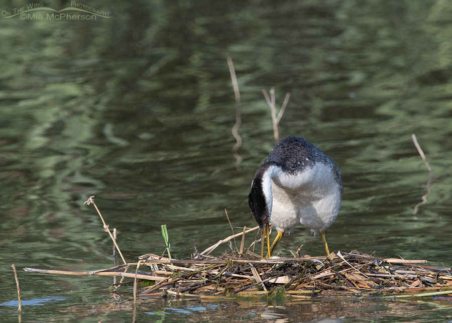 Nesting Western Grebe turning its eggs, Bear River Migratory Bird Refuge, Box Elder County, Utah