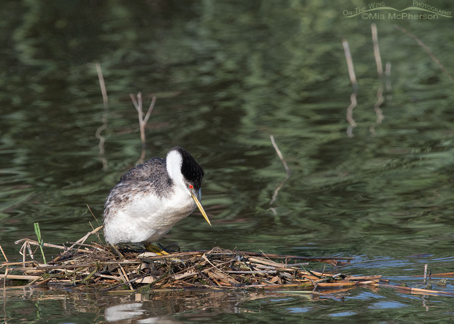 Nesting Western Grebe settling down on its eggs, Bear River Migratory Bird Refuge, Box Elder County, Utah