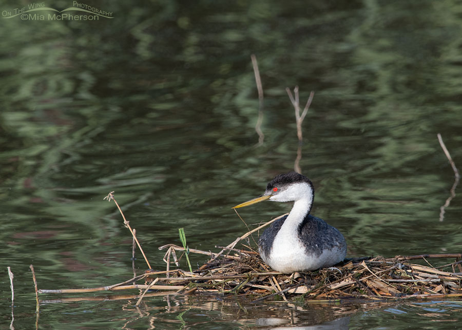 Western Grebe incubating its eggs, Bear River Migratory Bird Refuge, Box Elder County, Utah