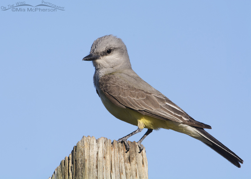 Perched Western Kingbird, Antelope Island State Park, Davis County, Utah