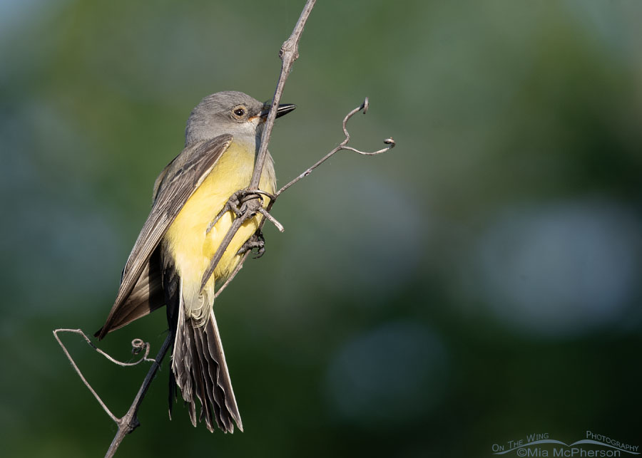 Western Kingbird with possible avian pox, Tishomingo National Wildlife Refuge, Johnston County, Oklahoma