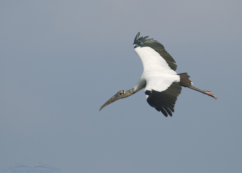 Adult Wood Stork in flight, Fort De Soto County Park, Pinellas County, Florida