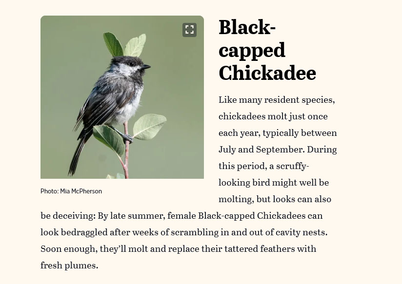 Audubon Summer 2024 Online - Who Wore It Worst? Behold the Awkward Glory of Molting