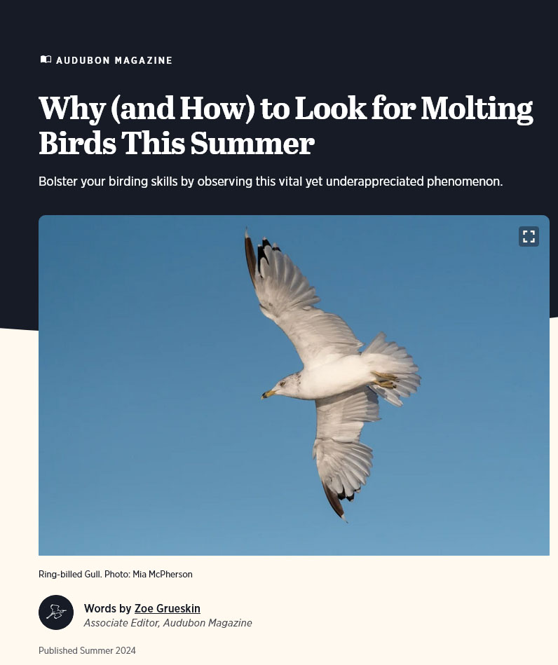 Audubon Magazine Summer 2024 - Why (and How) to Look for Molting Birds This Summer