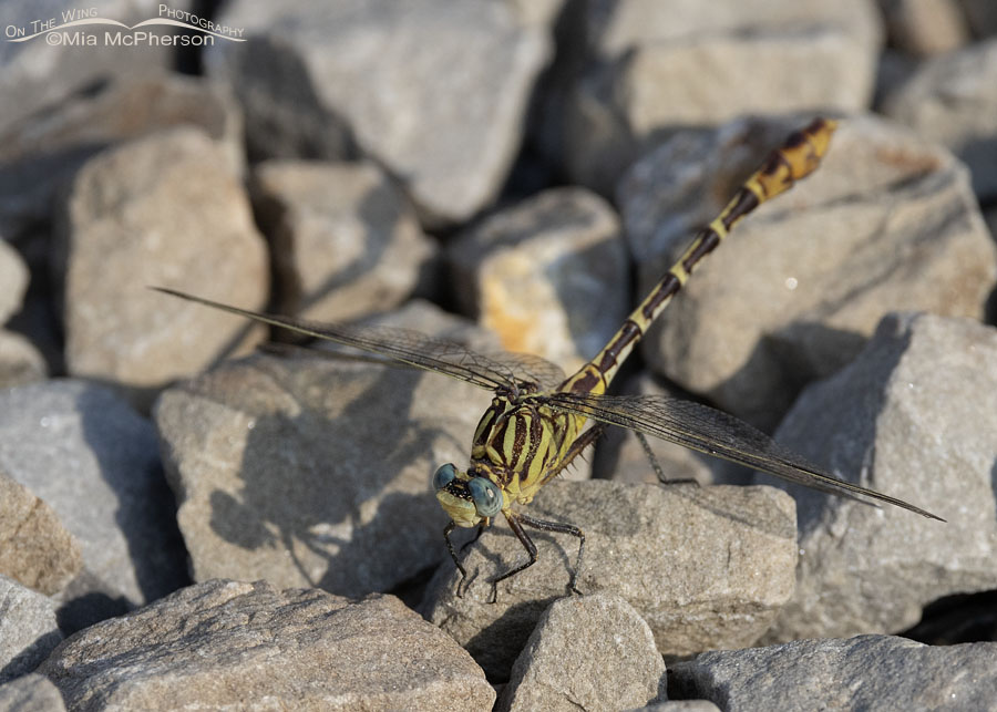 Flag-tailed Spinyleg dragonfly on a gravel path, Sequoyah National Wildlife Refuge, Oklahoma