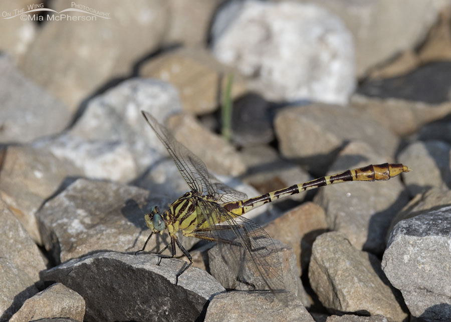 Flag-tailed Spinyleg dragonfly at Sequoyah NWR, Sequoyah National Wildlife Refuge, Oklahoma