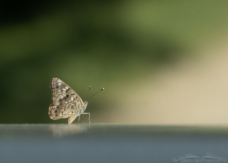 Hackberry Emperor butterfly at Sequoyah NWR, Sequoyah National Wildlife Refuge, Oklahoma