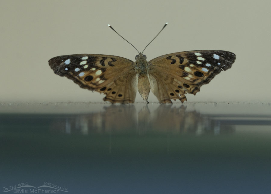 Hackberry Emperor butterfly with wings spread, Sequoyah National Wildlife Refuge, Oklahoma